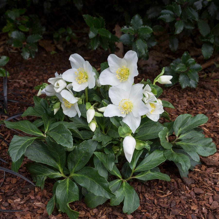 Helleborus HGC&reg; Joel