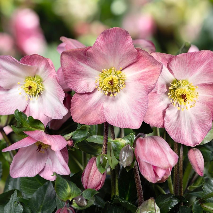 Helleborus lemperii HGC&reg; Winter Bellet&reg; Katie