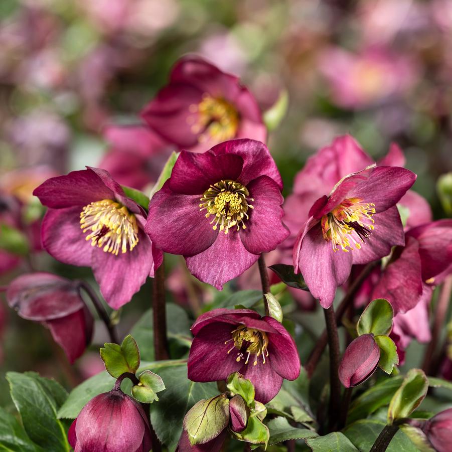 Helleborus lemperii HGC&reg; Winter Bellet&reg; Leila