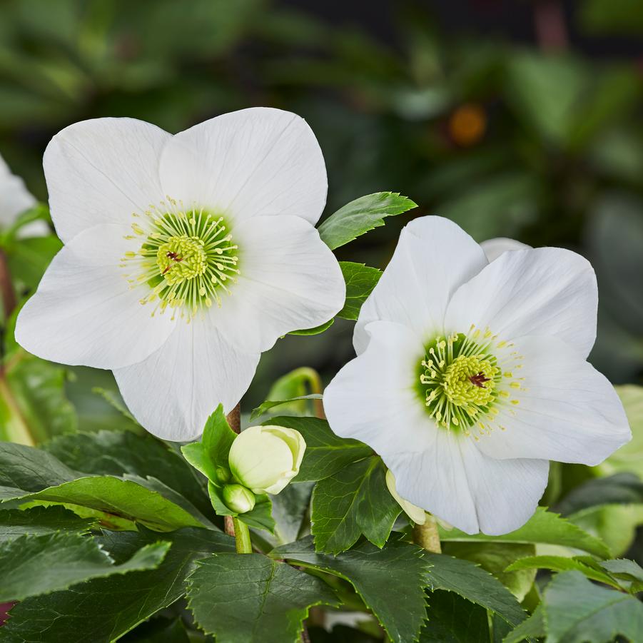 Helleborus lemperii HGC&reg; Winter Bellet&reg; Lisann