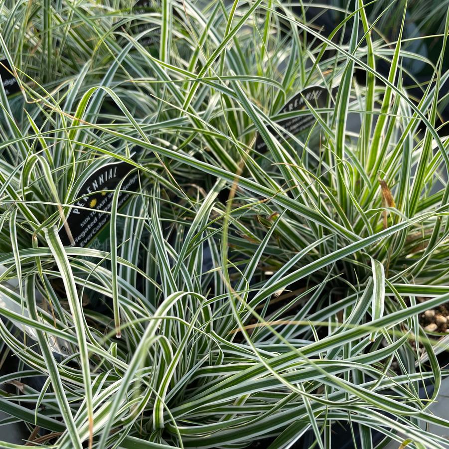 Carex Evercolor Everest