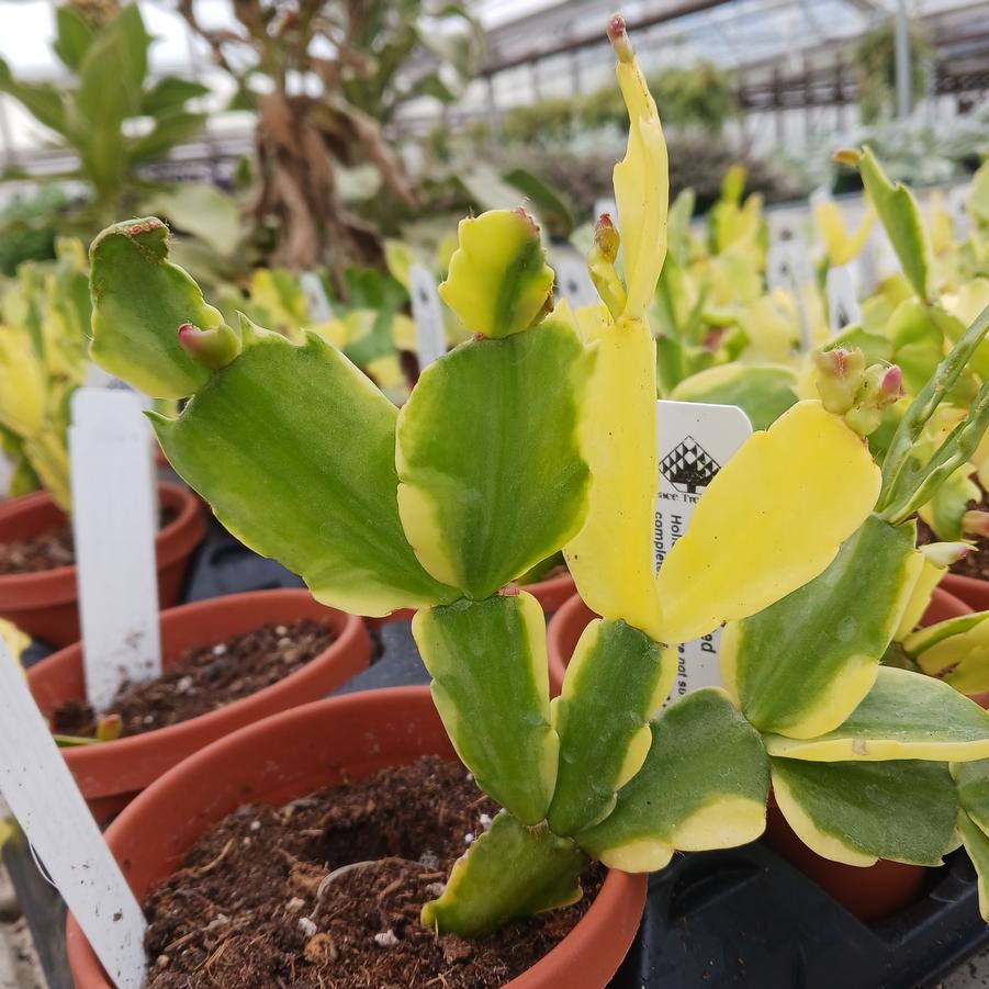 Schlumbergera variegated Red
