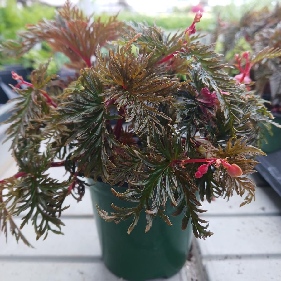 Begonia bipinnatifida 