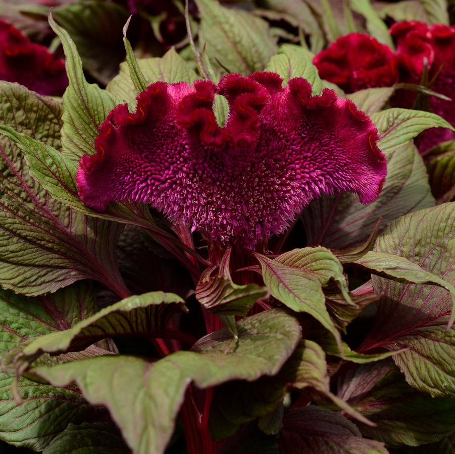 Celosia Dracula