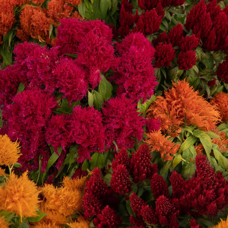 Celosia Flamma Mix