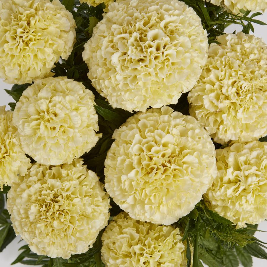 Marigold Lanna Lace 