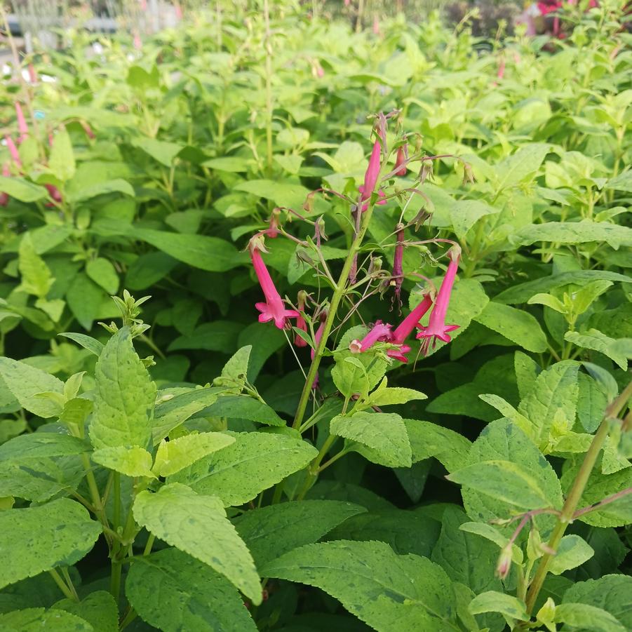 Phygelius Lemon Spritzer 