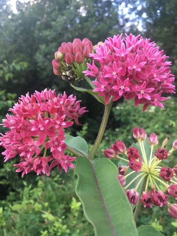 Asclepias purpurascens 