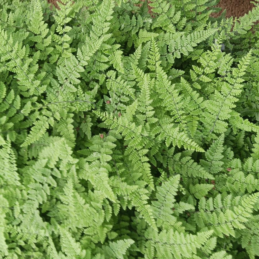 Cheilanthes lanosa 