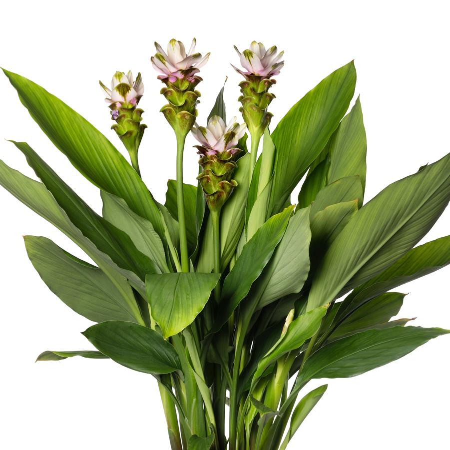 Curcuma Siam™ Carara Sparkling