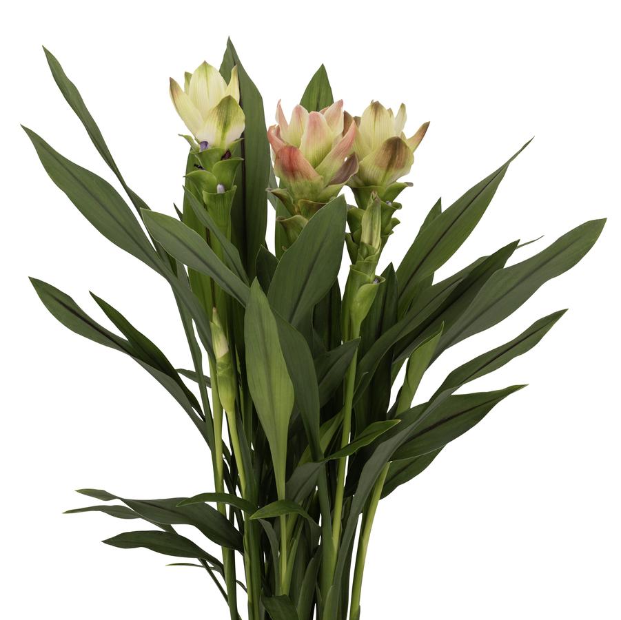 Curcuma Siam™ Solar