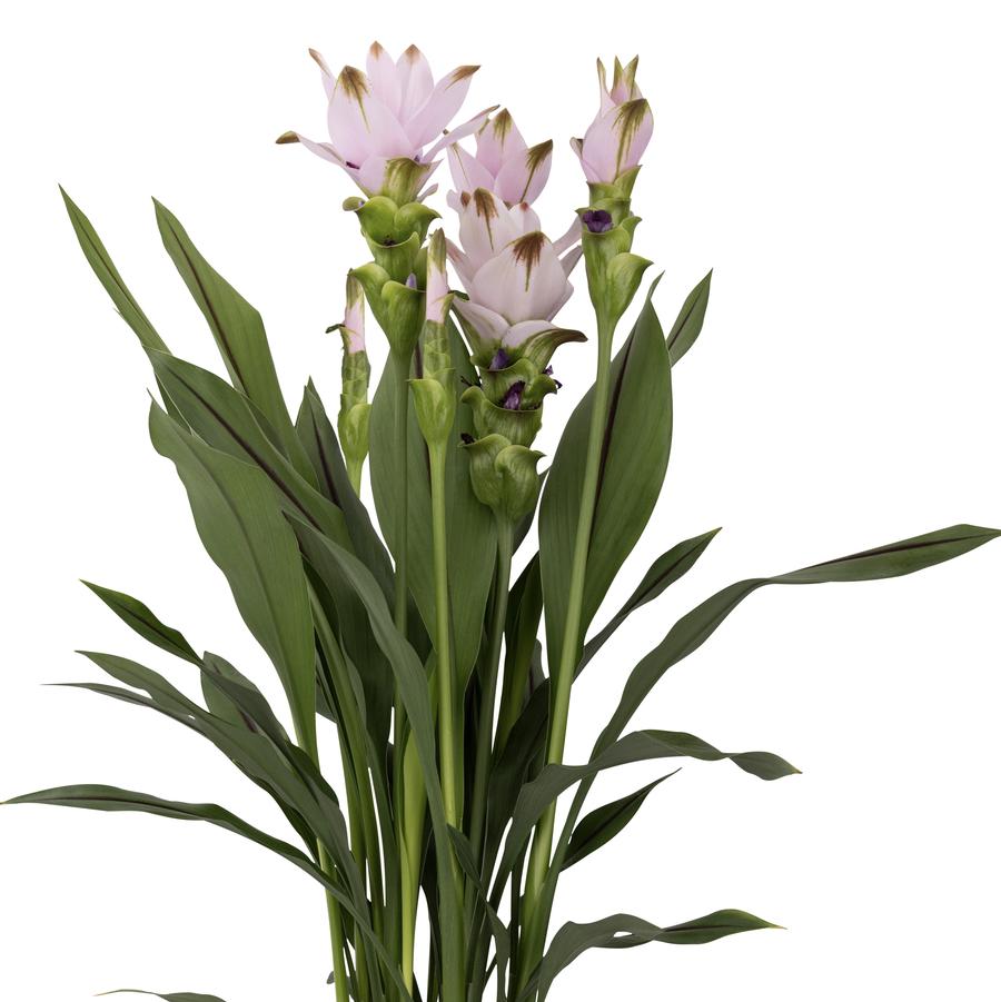 Curcuma Siam™ Swing