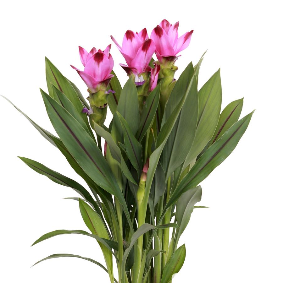 Curcuma Siam™ Splash