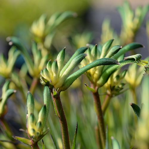 Anigozanthos Celebrations® Aussie Spirit