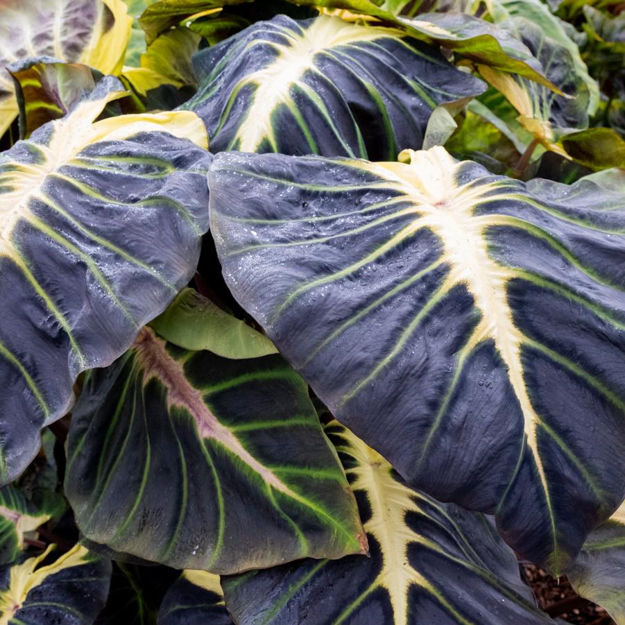 Colocasia Royal Hawaiian® Hawaii Calls