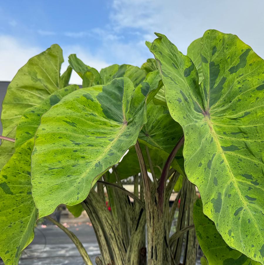 Colocasia Royal Hawaiian® Mai Tai