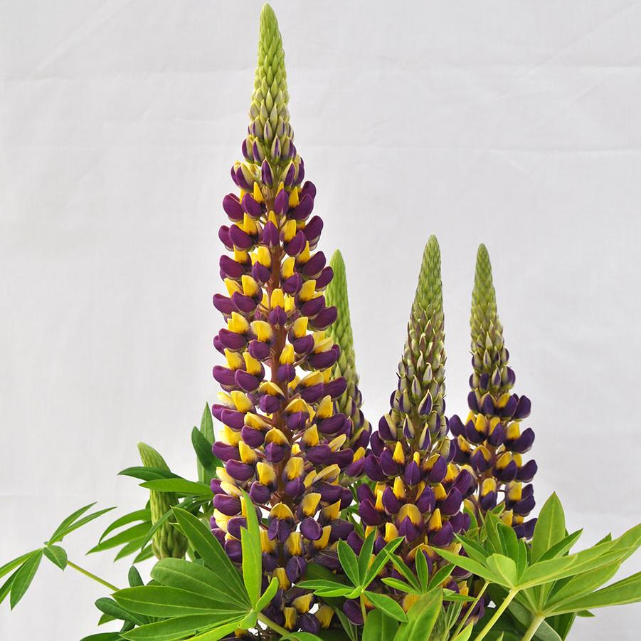Lupine Staircase™ Blue Yellow