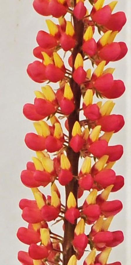 Lupine Staircase Pink Grapefruit