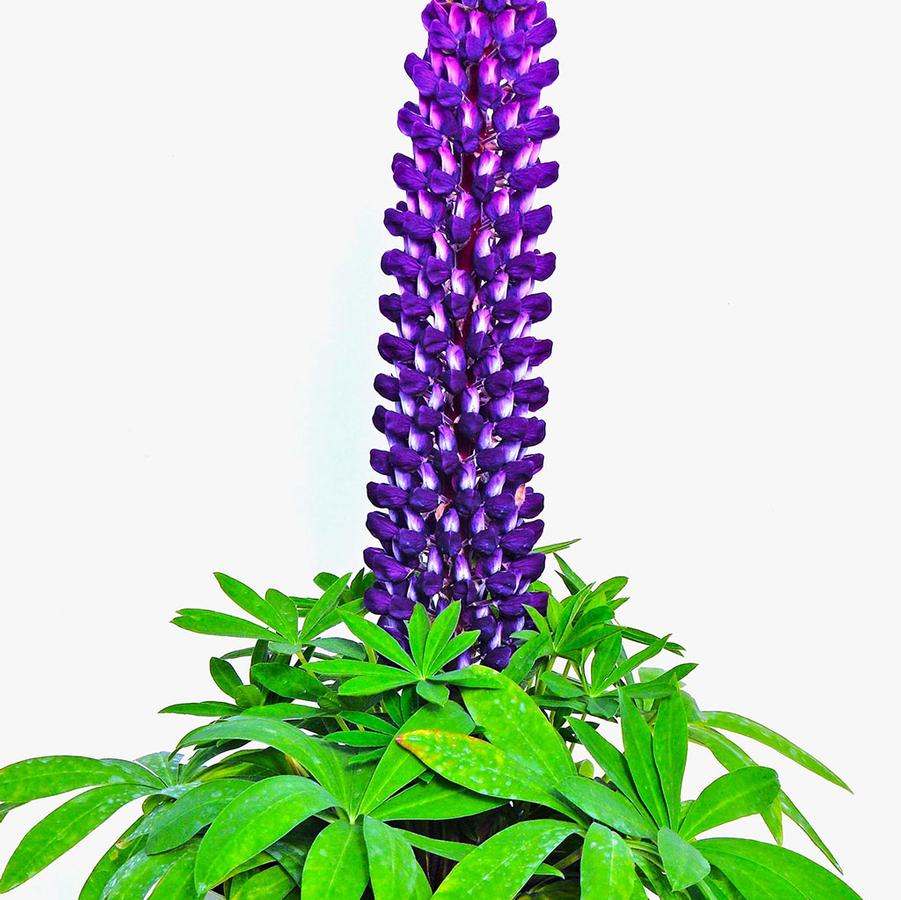Lupine Staircase™ Staircase Purple