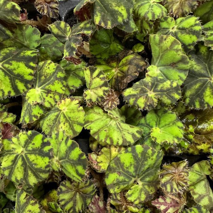 Begonia Spirit of Mauritius