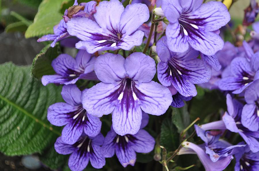 Streptocarpus Ladyslippers Blueberry