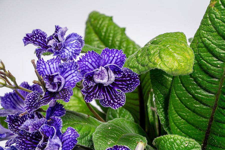 Streptocarpus Ladyslippers Double Deep Blue Vein