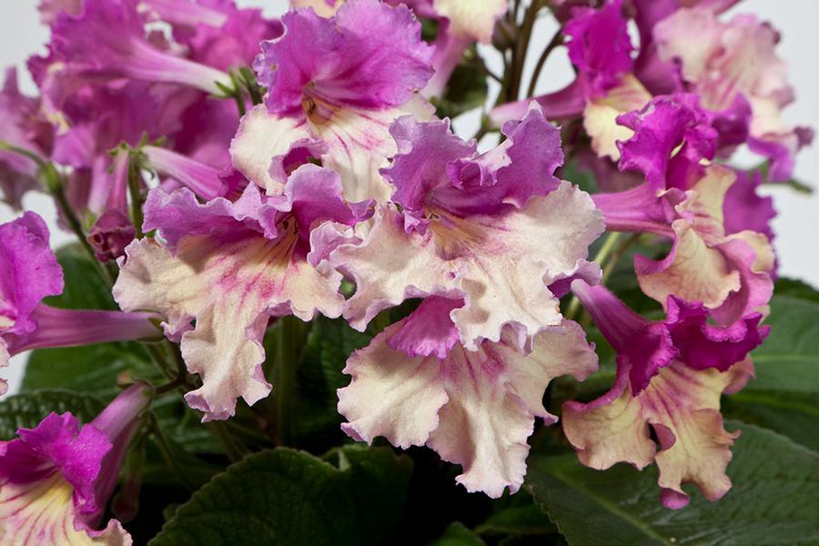 Streptocarpus Ladyslippers Yellow Pink Cap