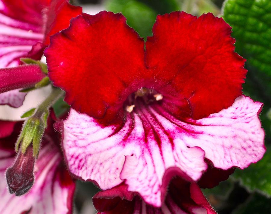 Streptocarpus Ladyslippers Red Bicolor
