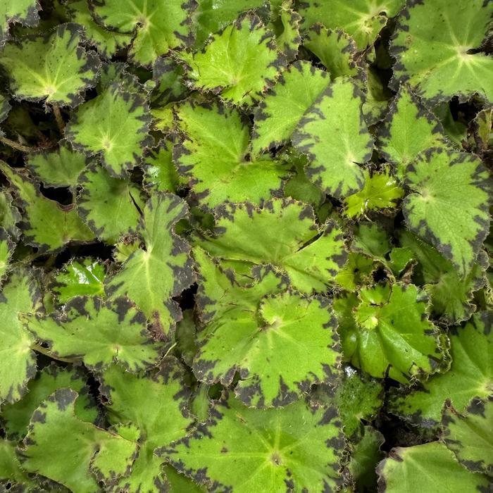 Begonia Spirit of Pemba