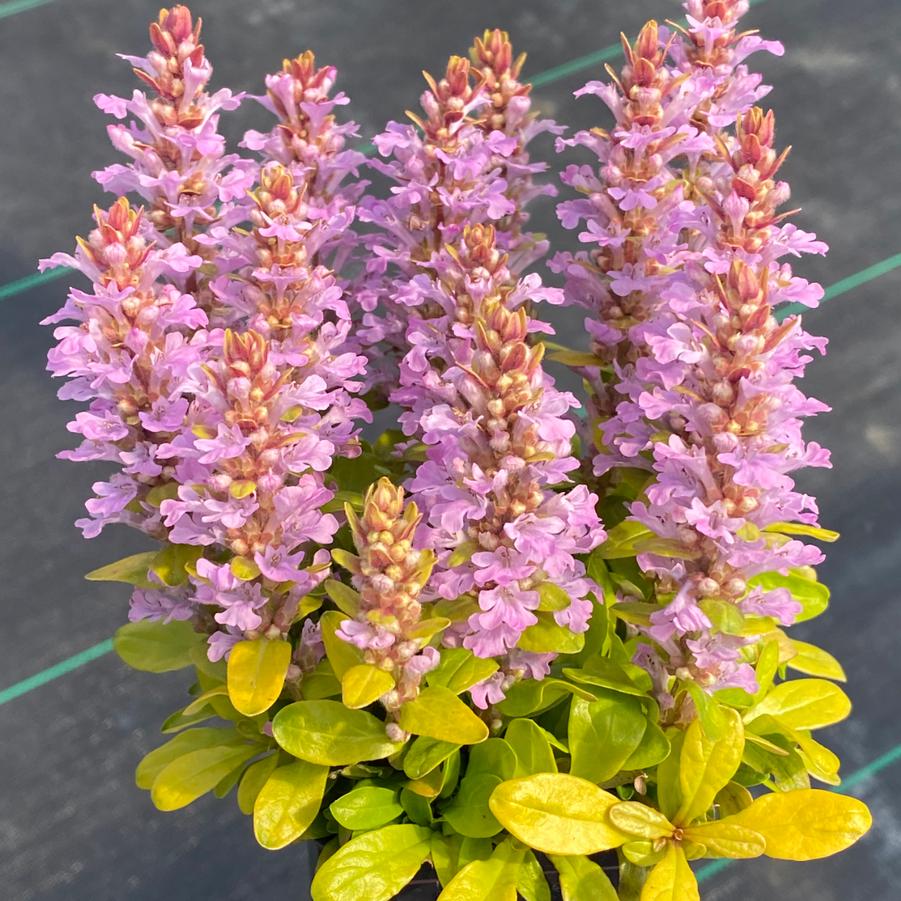 Ajuga Feathered Friends™ Raspberry Wren