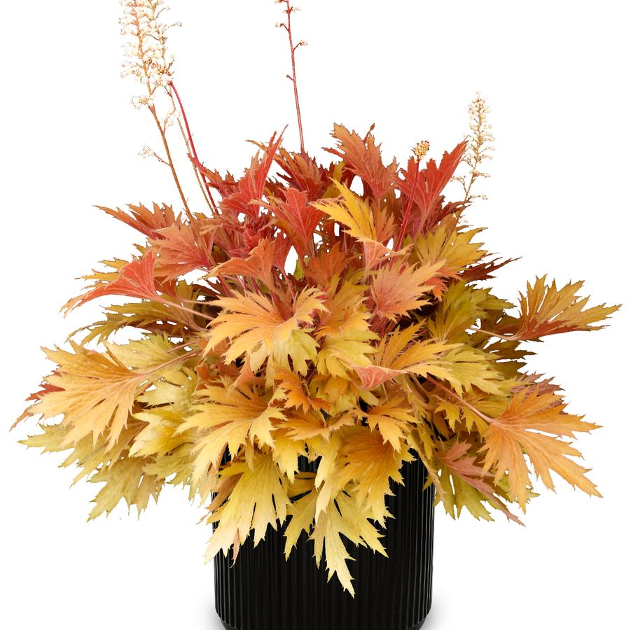 Heuchera Fyre Wing™ Amber