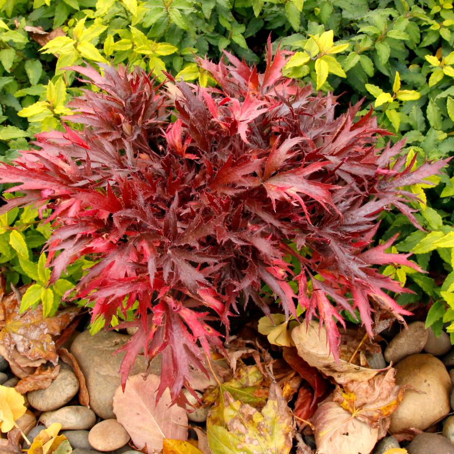 Heuchera Fyre Wing™ Hematite