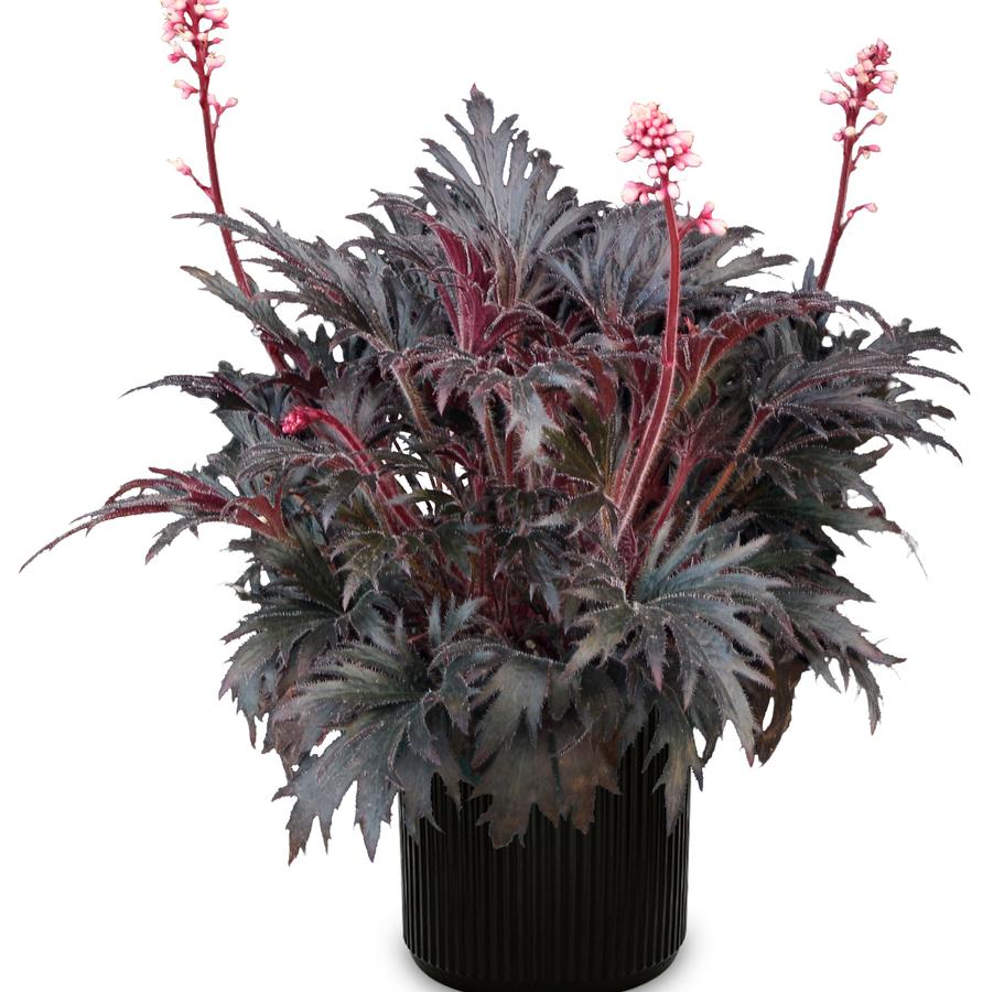 Heuchera Fyre Wing™ Jet