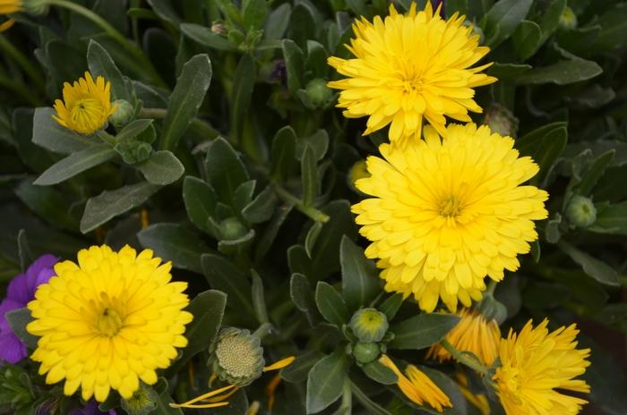 Calendula Power Daisy Sunny