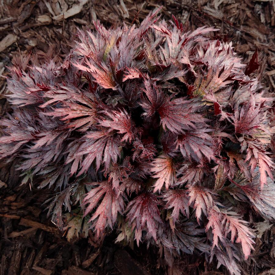 Heuchera Fyre Wing™ Rhodonite