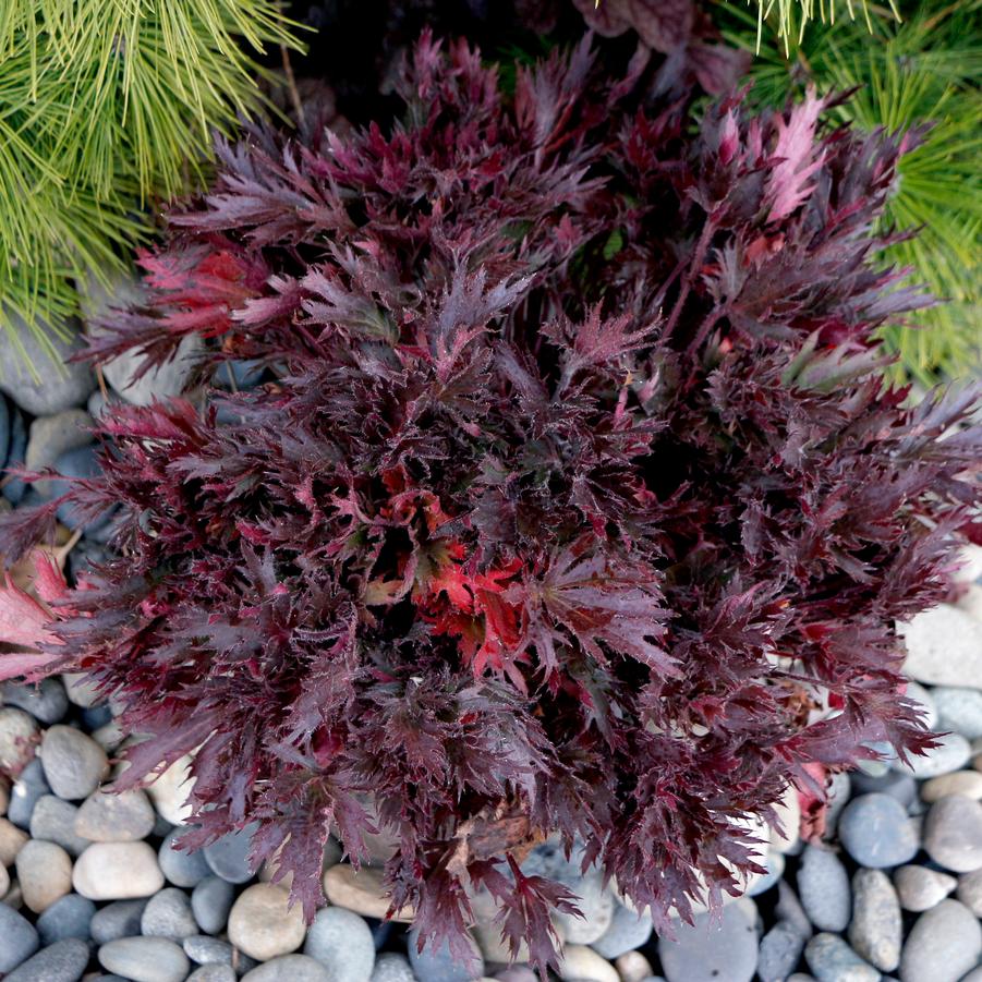 Heuchera Fyre Wing™ Spinel