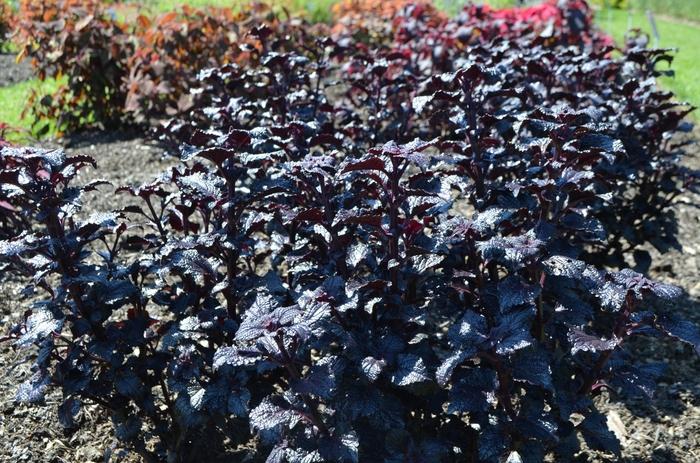Coleus Shiny Shoes
