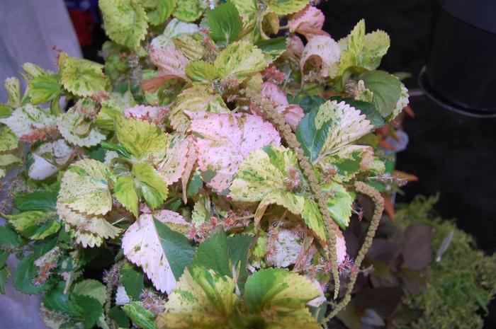 Acalypha wilkesiana Tiki Peach Whirl