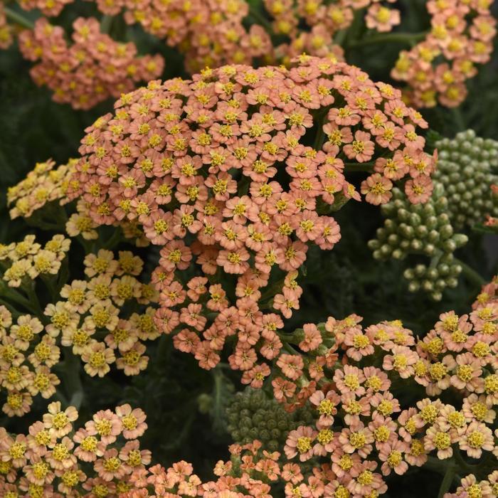 Achillea millefolium New Vintage&trade; Terracotta