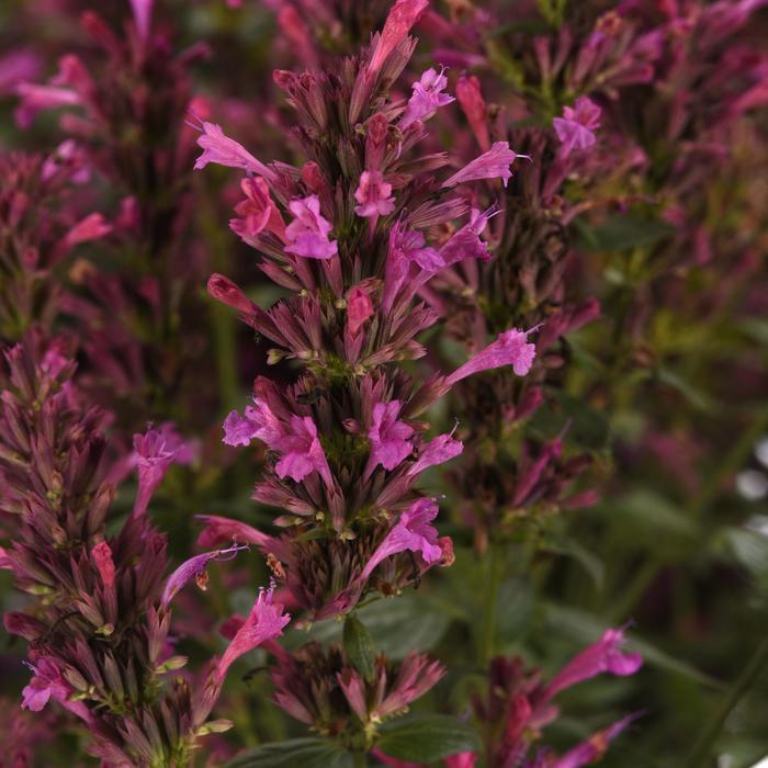 Agastache mexicana Summerlong&trade; Lilac