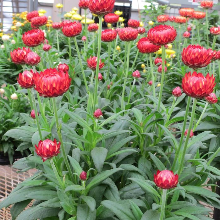 Bracteantha bracteata Granvia Crimson Sun