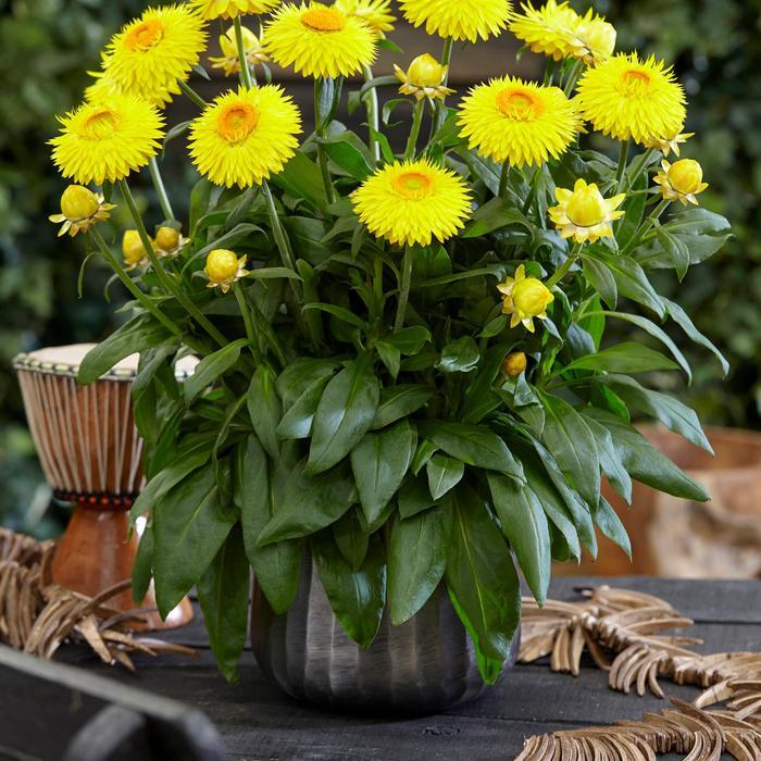 Bracteantha bracteata Granvia Gold
