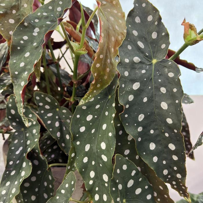 Begonia maculata 