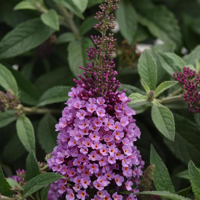 Buddleia davidii Chrysalis&trade; Pink
