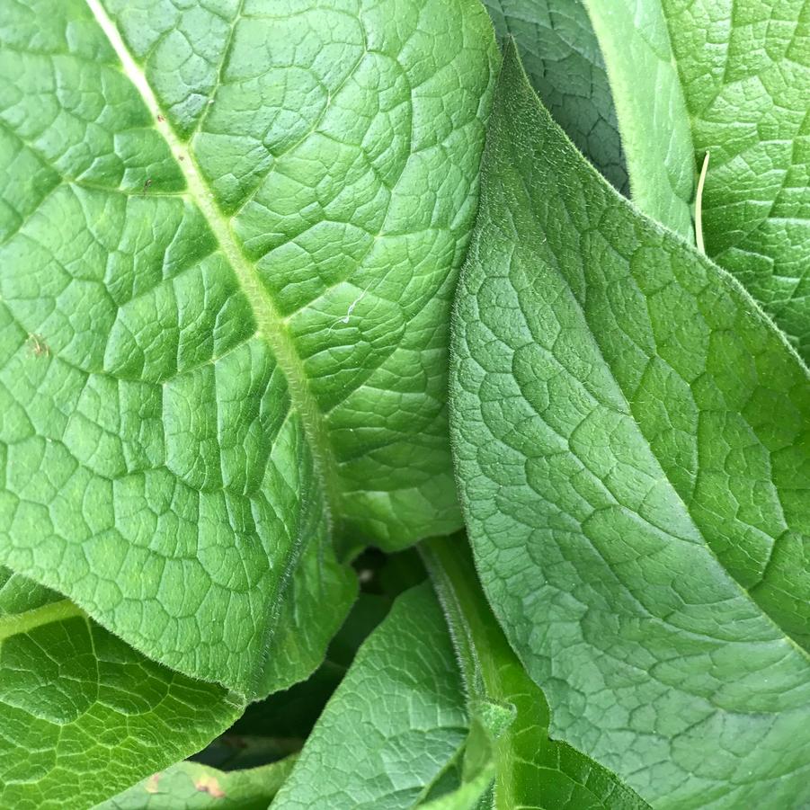 Symphytum officinale 