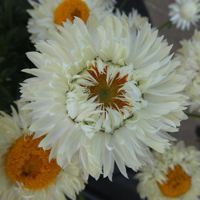 Bracteantha bracteata Granvia White