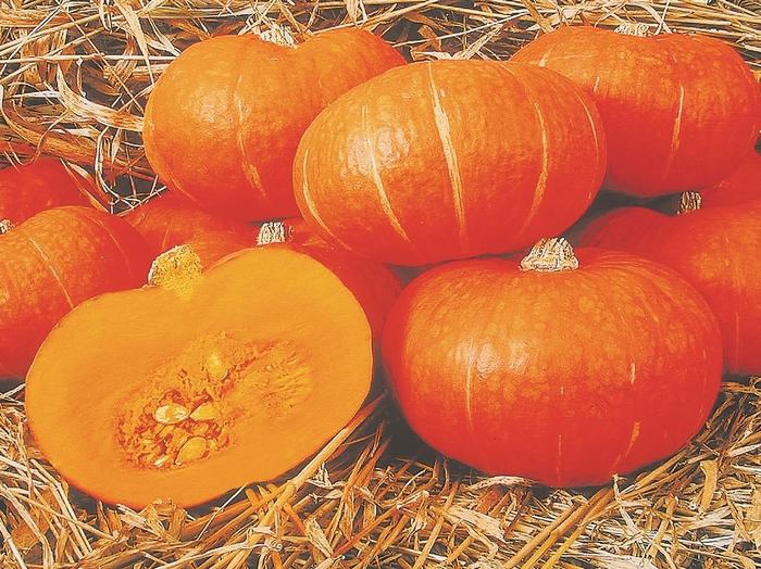 Cucurbita maxima Sunshine
