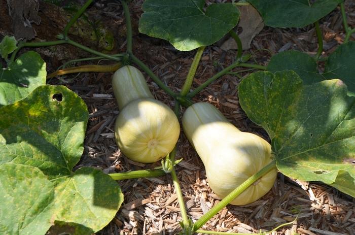 Cucurbita moschata Waltham