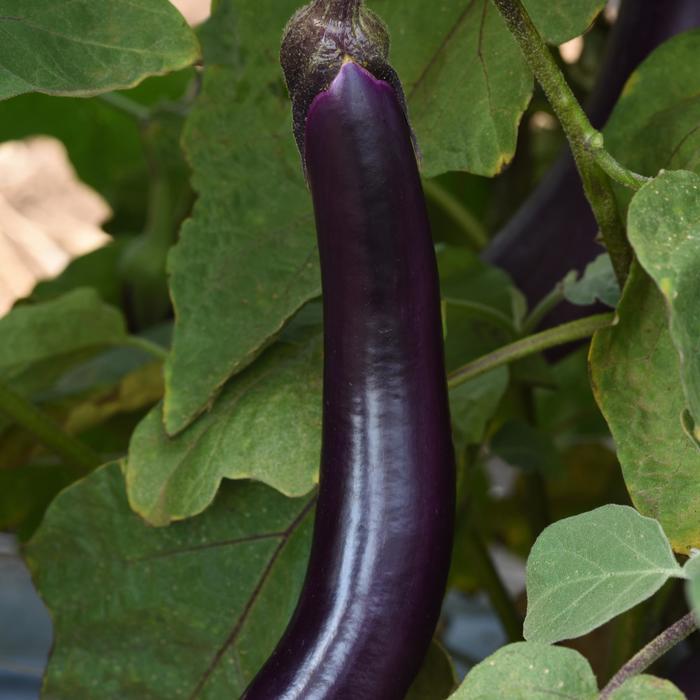 Solanum melongena Asian Delite