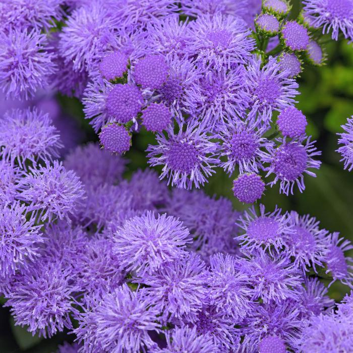 Ageratum houstonianum Monarch Magic&trade;